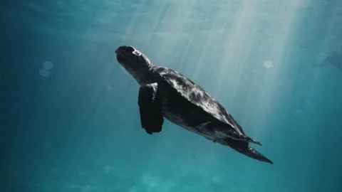Mystical gorgeous sideview of turtle rising to surface as light rays Stock Footage 277384334