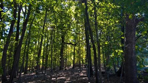 Mystical Green Forest Path In The Spring Foto stock
