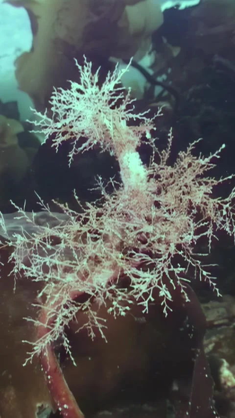 Mystical hydroid sways beneath Arctic waters of the White Sea Stock Footage 314299085