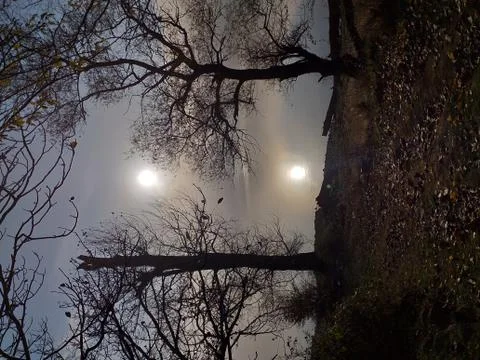 Mystical lake with tree silhouettes Stock Photos