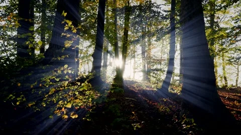 Mystical light beams through forest trees. woods nature background Stock Footage 44285894