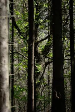 Mystical Light Filtering Through the Forest Stock-Fotos