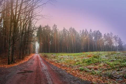 Mystical magic fall  forest. Forest with rural magical road in fog. Mystic au Stock Photos