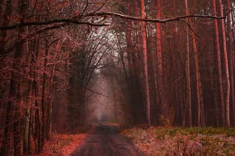 Mystical magic fall  forest. Forest with rural magical road in fog. Mystic au Photos
