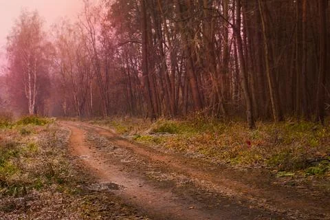 Mystical magic fall  forest. Forest with rural magical road in fog. Mystic au Stock Photos