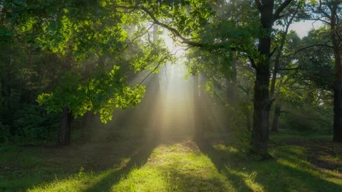 Mystical magical summer forest with warm sunbeams. Sun rays break through the Stock Footage 137959645