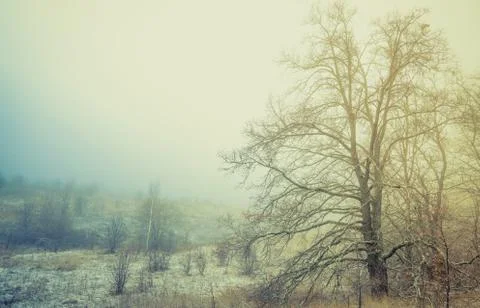 A mystical mist shrouded the edge of the oak grove Stock Photos