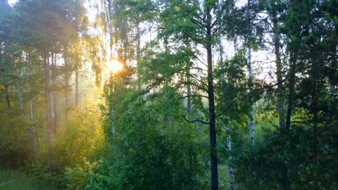 Mystical morning in the forest Stock Footage 240965418