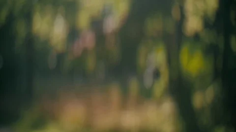 Mystical Nature Bokeh Background Stock Footage 75587106
