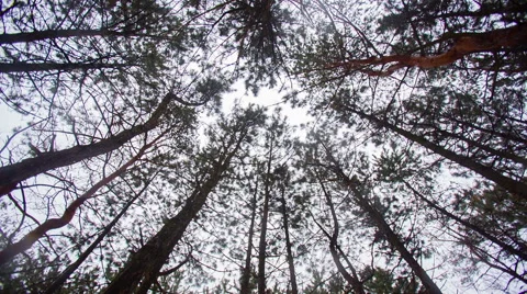 Mystical Old Forest Stock Footage 41496906