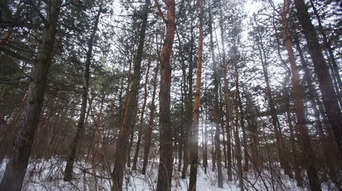 Mystical Old Winter Forest Stock Footage 41496438