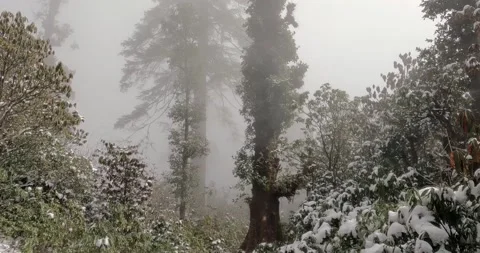 Mystical panorama in the middle of winter forest of Himalayas Video stock 201675237