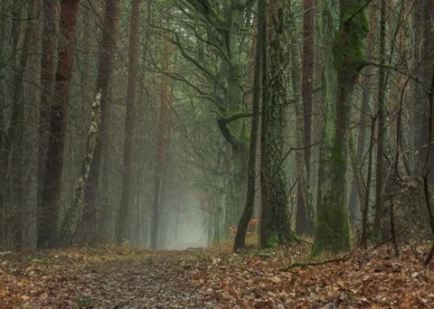 Mystical path Stockfoto's