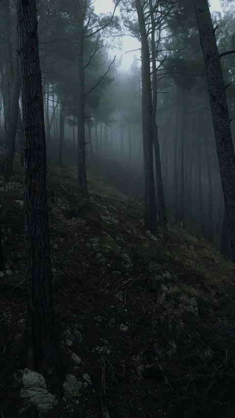 Mystical pine forest on the mountainside in a misty haze is very beautiful and Stock Footage 236492145