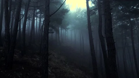 Mystical pine forest on the mountainside in a misty haze is very beautiful and Stock Footage 236492992