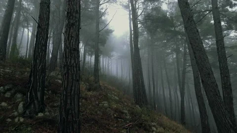 Mystical pine forest on the mountainside in a misty haze is very beautiful and Stock Footage 236493305