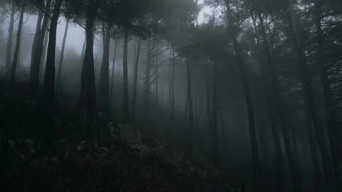 Mystical pine forest on the mountainside in a misty haze is very beautiful and Stock Footage 236494504
