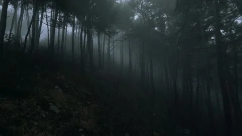 Mystical pine forest on the mountainside in a misty haze is very beautiful and Stock Footage 236495384