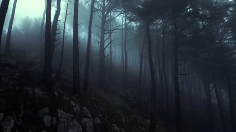 Mystical pine forest on the mountainside in a misty haze is very beautiful and Stock Footage 237262362