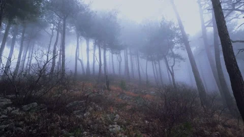Mystical pine forest on the mountainside in a misty haze is very beautiful and Stock Footage 237263548