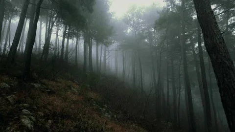 Mystical pine forest on the mountainside in a misty haze is very beautiful and Stock Footage 237264552