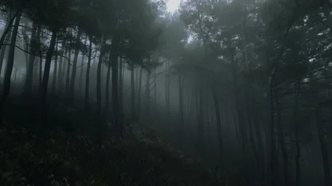 Mystical pine forest on the mountainside in a misty haze is very beautiful and Stock Footage 237265743