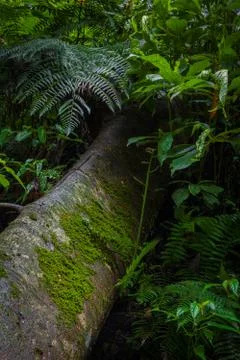 Mystical rainforest Stock Photos