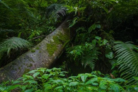 Mystical rainforest Stock Photos