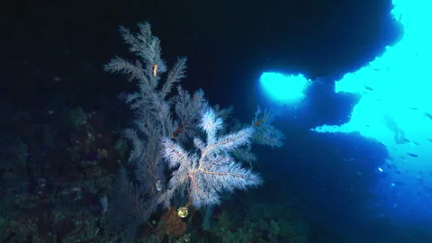 Mystical Reef View: Underwater magic on a high profile structure Stock Footage 250804000