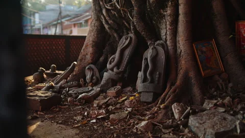 Mystical Roots of banyan tree with Hidden Sacred hinduism Altar with snakes in Video stock 303869643
