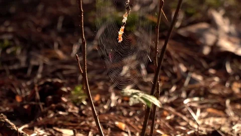 Mystical spider web Stock Footage 90117900