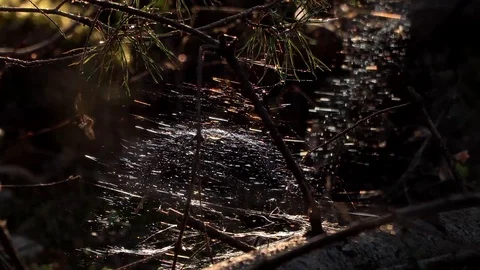 Mystical spider web in the forest Stock Footage 90117981