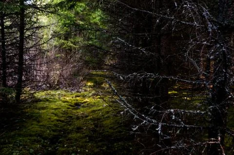 Mystical spruce forest Stock Photos