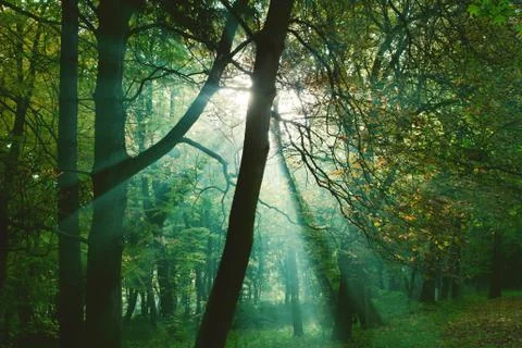 Mystical sun rays between trees Stock Photos