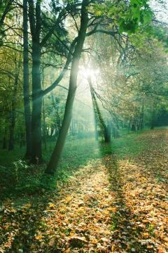 Mystical sun rays between trees Stock Photos