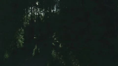 Mystical sun rays piercing dense dark forest canopy Stock Footage 326936997