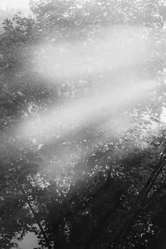 Mystical Sun Rays Shining Through Tree Canopy in Black and White Stock Photos