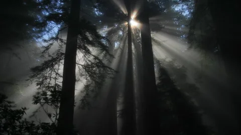 Mystical Sun through Forest Stock Footage 278429372