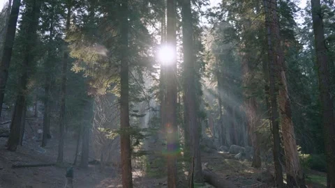 Mystical Sunbeams In The Forest Stock Footage 342736867