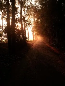 Mystical Sunrise Through the Trees Stock Photos