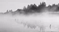 Mystical sunrise with the voices of crows and fog in the swamp HD Footage