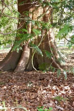 Mystical tree in sunlight Stock Photos
