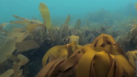 Mystical Underwater Forest Sways Gently in Ocean's Embrace Stock Footage 340592854