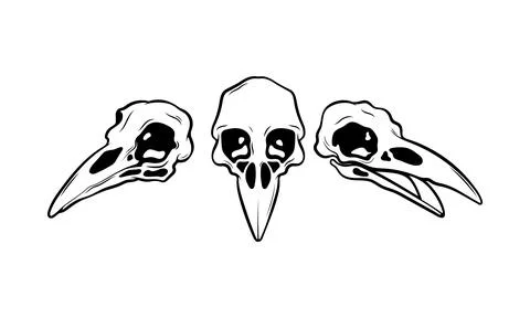 Mystical vector illustration. Crow skull white background Hand drawn bird skull Stock Illustration