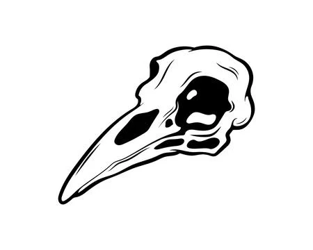 Mystical vector illustration. Crow skull white background Hand drawn bird skull Stock Illustration