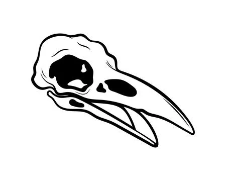 Mystical vector illustration. Crow skull white background Hand drawn bird skull Stock Illustration