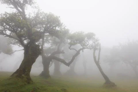 Mystical view of laurel trees in the clouds that descended on the forest. M.. Stock Photos