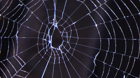 Mystical web Stock Footage 91243127