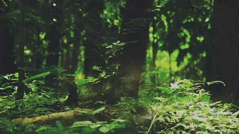 Mystique Forest Stock Footage 101215626