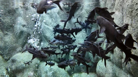 Mystus leucophasis or upside down catfish is swimming in aquarium, Stock Footage 275597198